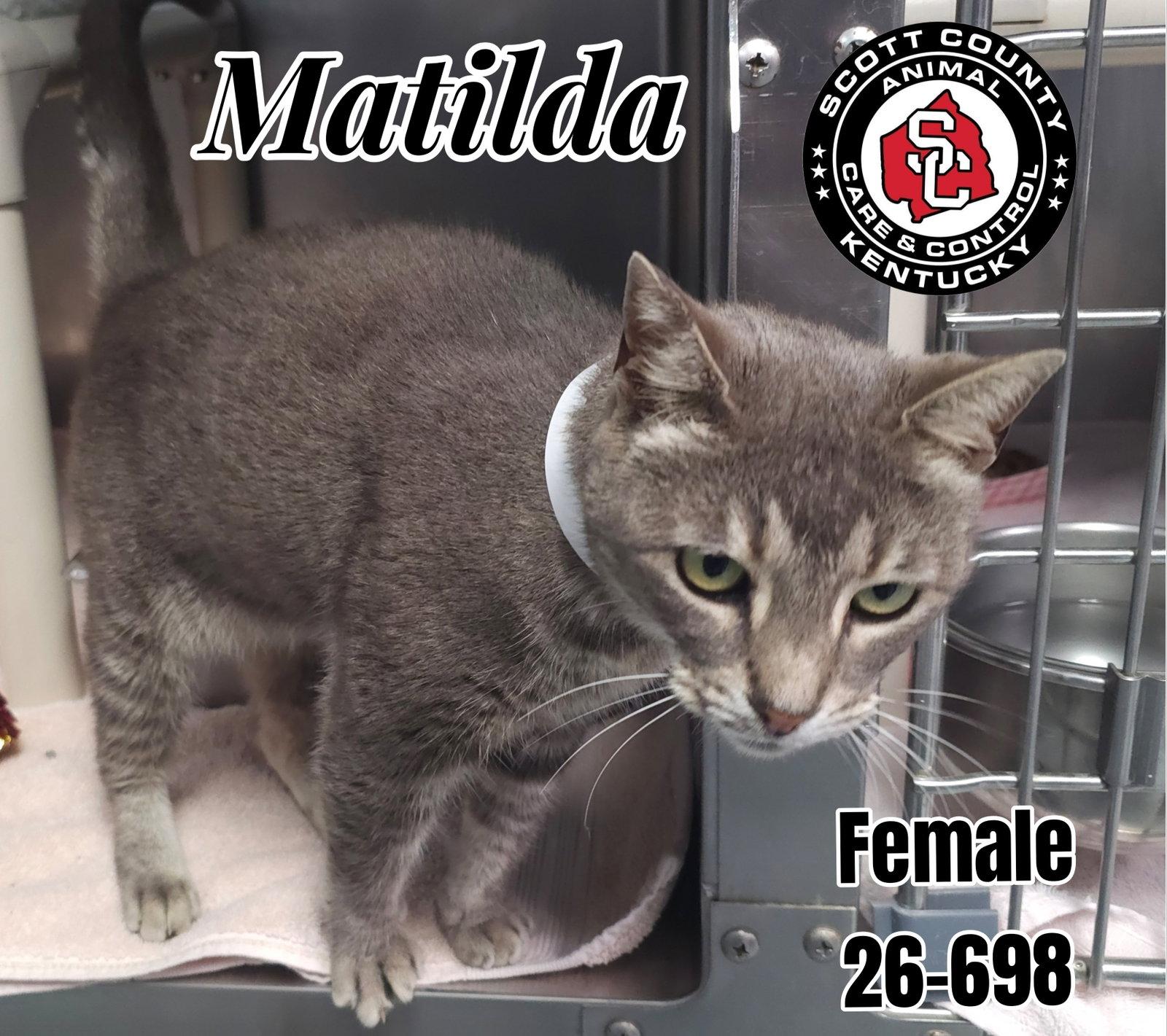 Enlarge Matilda, a Adoptable Domestic Short Hair in Georgetown, KY image 1/1