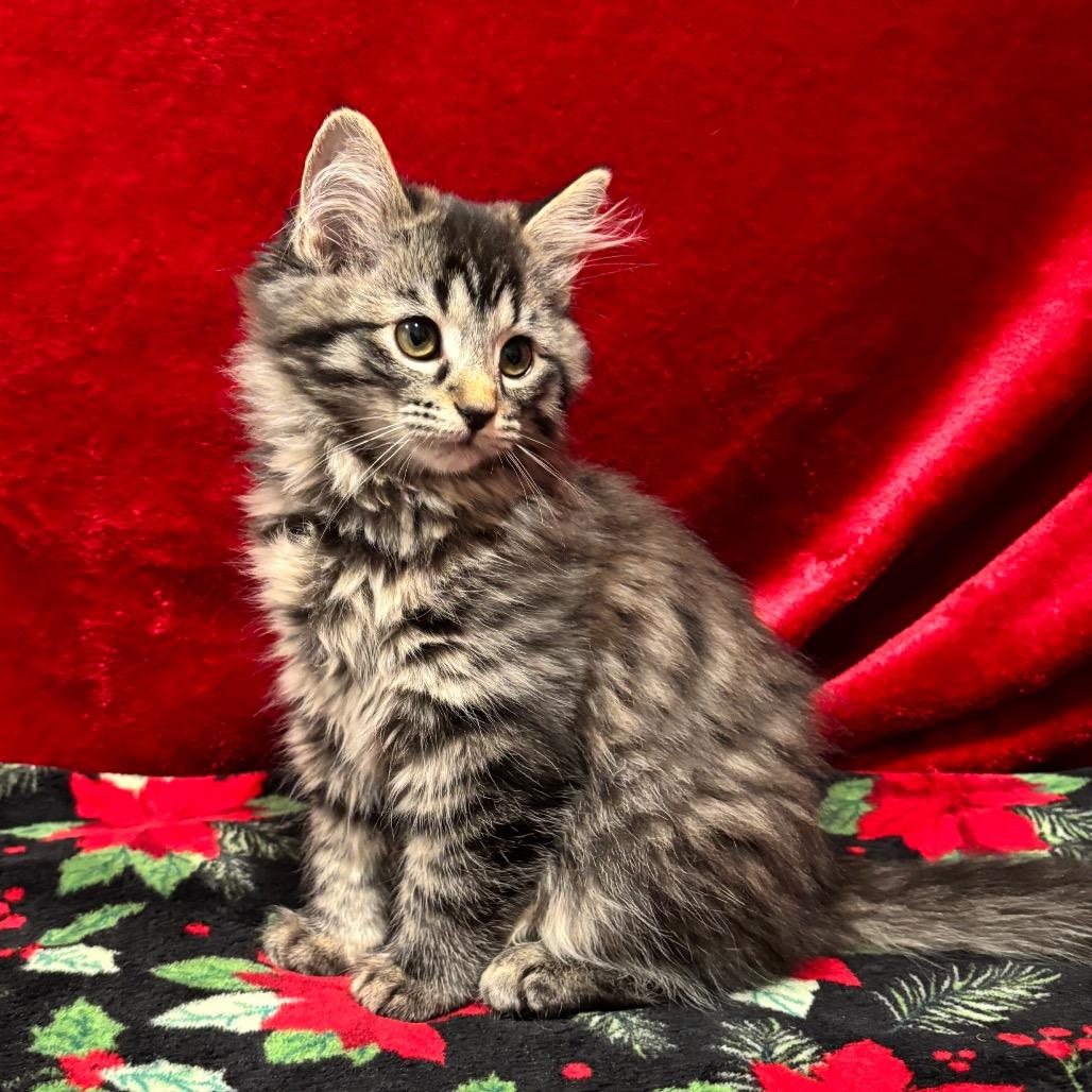 Ruby Sue, Adoptable, Kitten Female Domestic Long Hair.