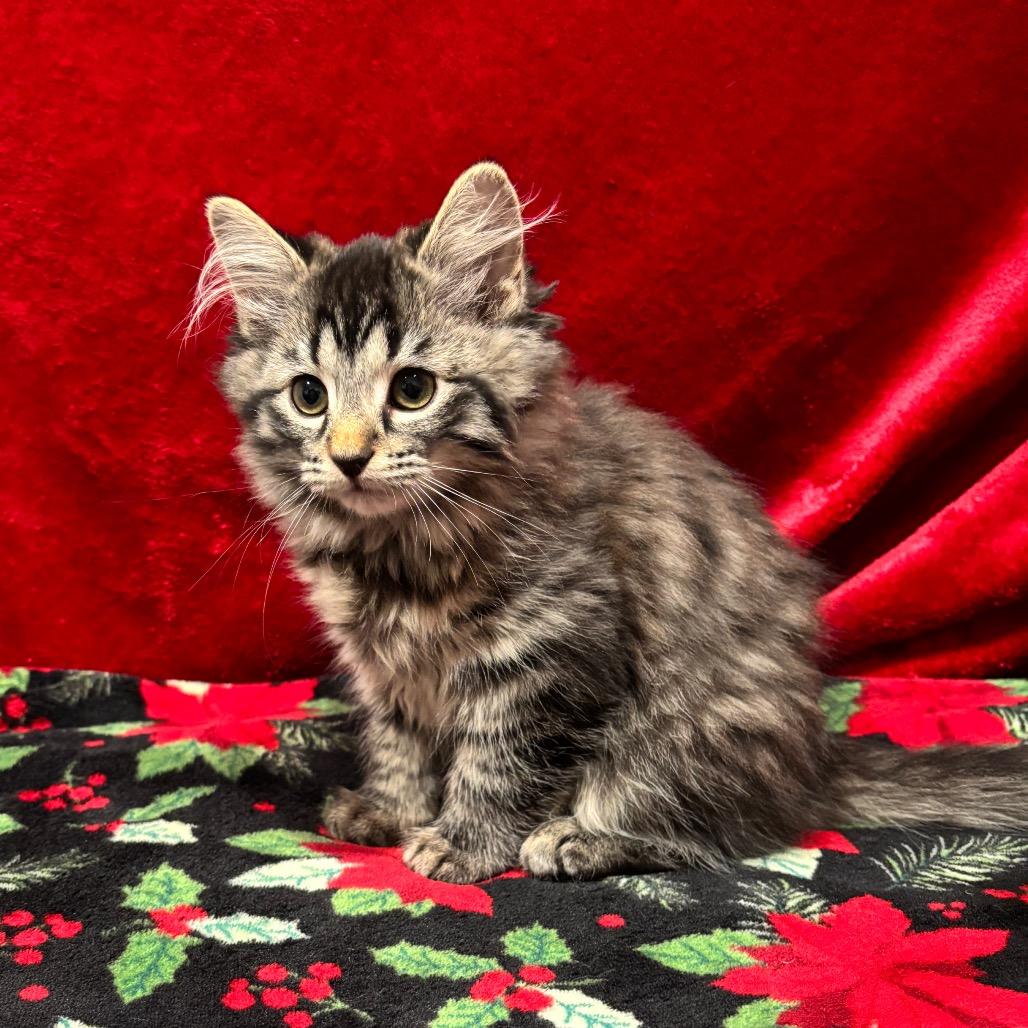 Enlarge Ruby Sue, a Adoptable Domestic Long Hair in Smithville, TN image 2/6