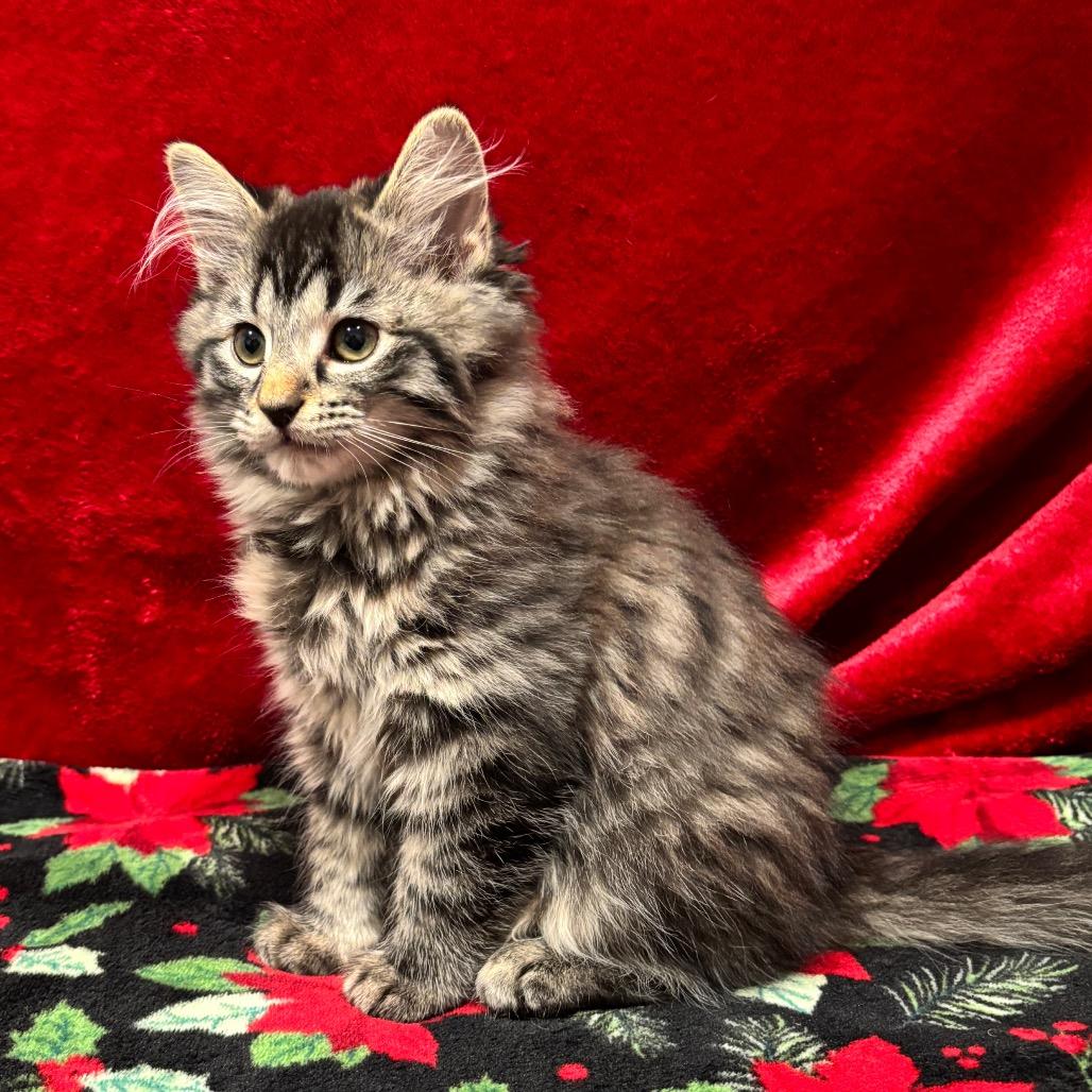 Enlarge Ruby Sue, a Adoptable Domestic Long Hair in Smithville, TN image 3/6