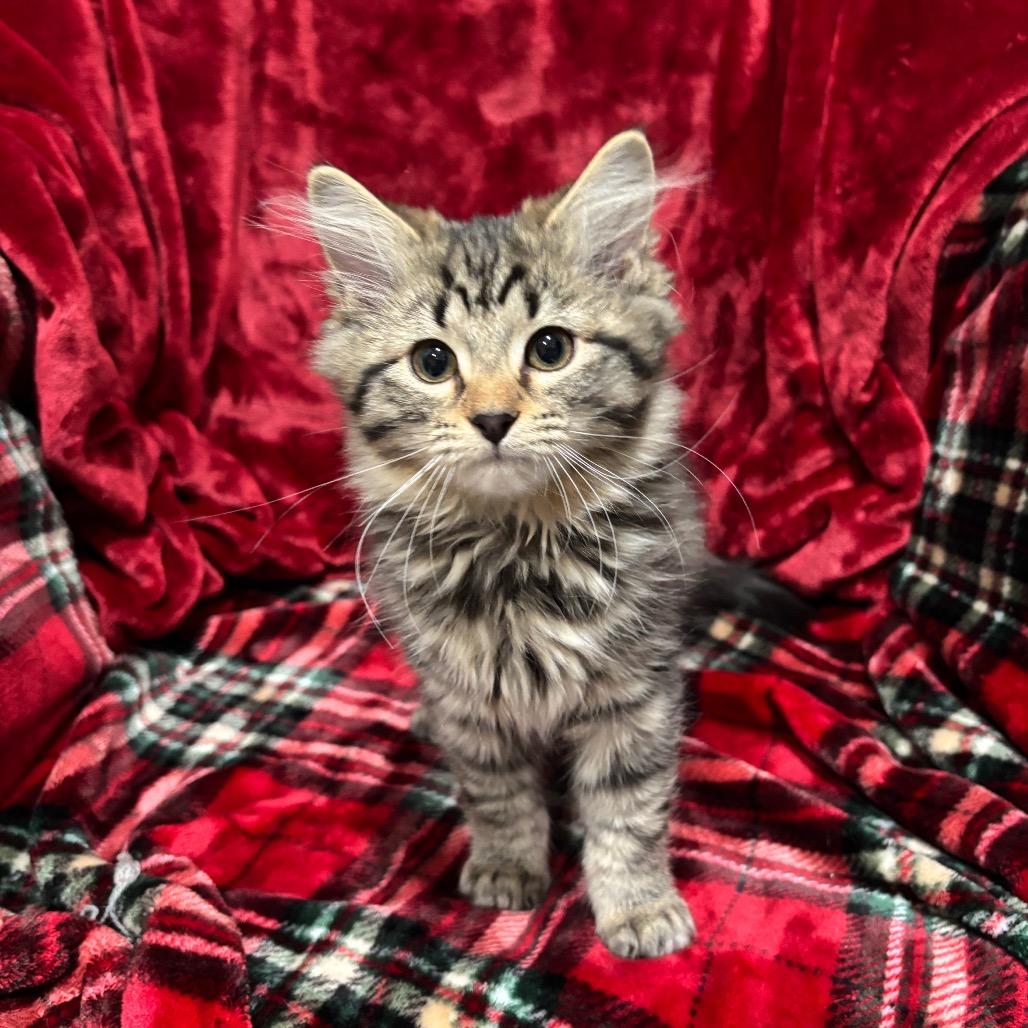 Enlarge Ruby Sue, a Adoptable Domestic Long Hair in Smithville, TN image 4/6