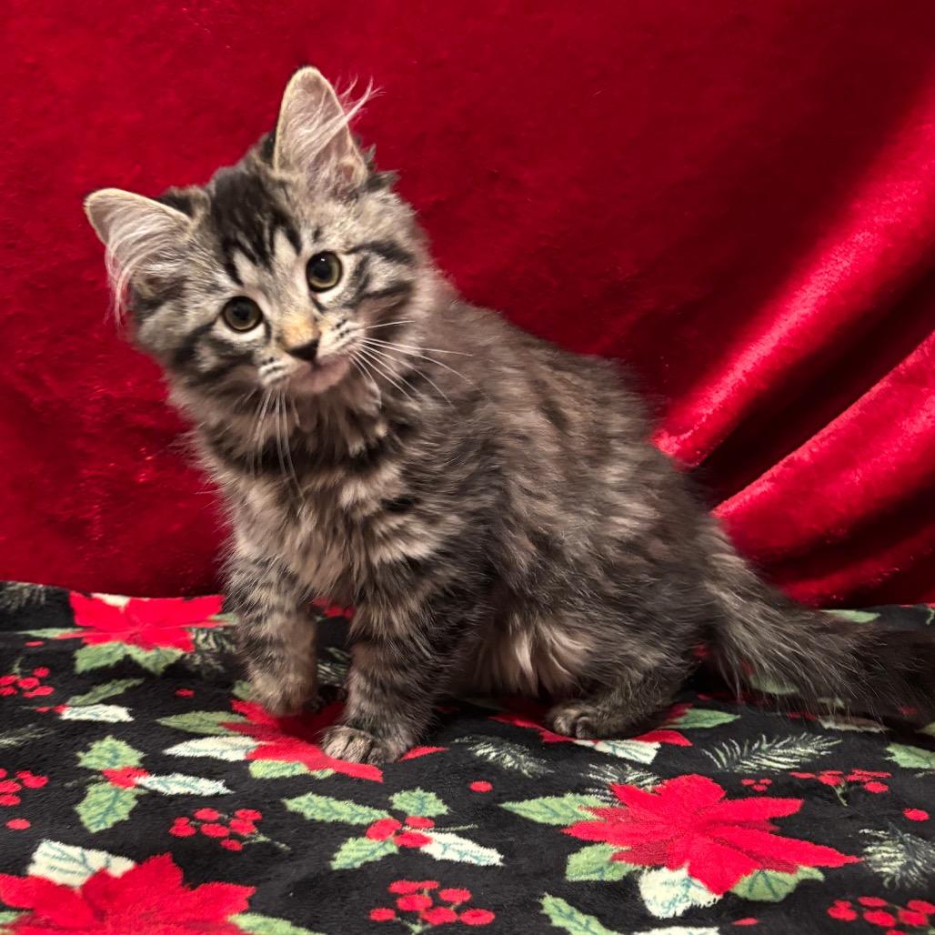 Enlarge Ruby Sue, a Adoptable Domestic Long Hair in Smithville, TN image 5/6