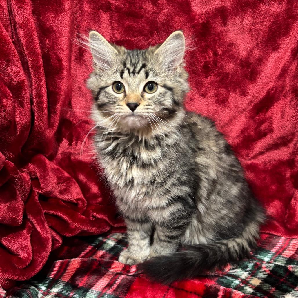 Enlarge Ruby Sue, a Adoptable Domestic Long Hair in Smithville, TN image 6/6