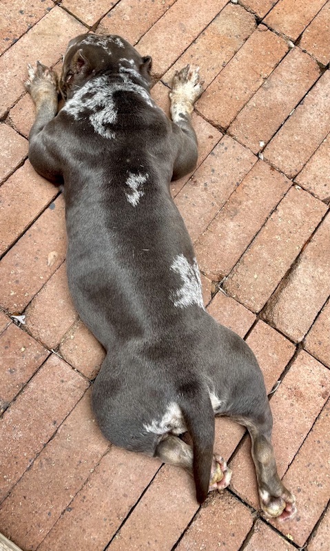 Queenie (The Queen), a Adopted English Bulldog in Baytown, TX image 1/3