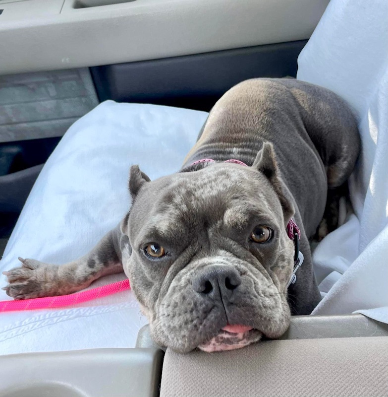 Queenie (The Queen), a Adopted English Bulldog in Baytown, TX image 2/3