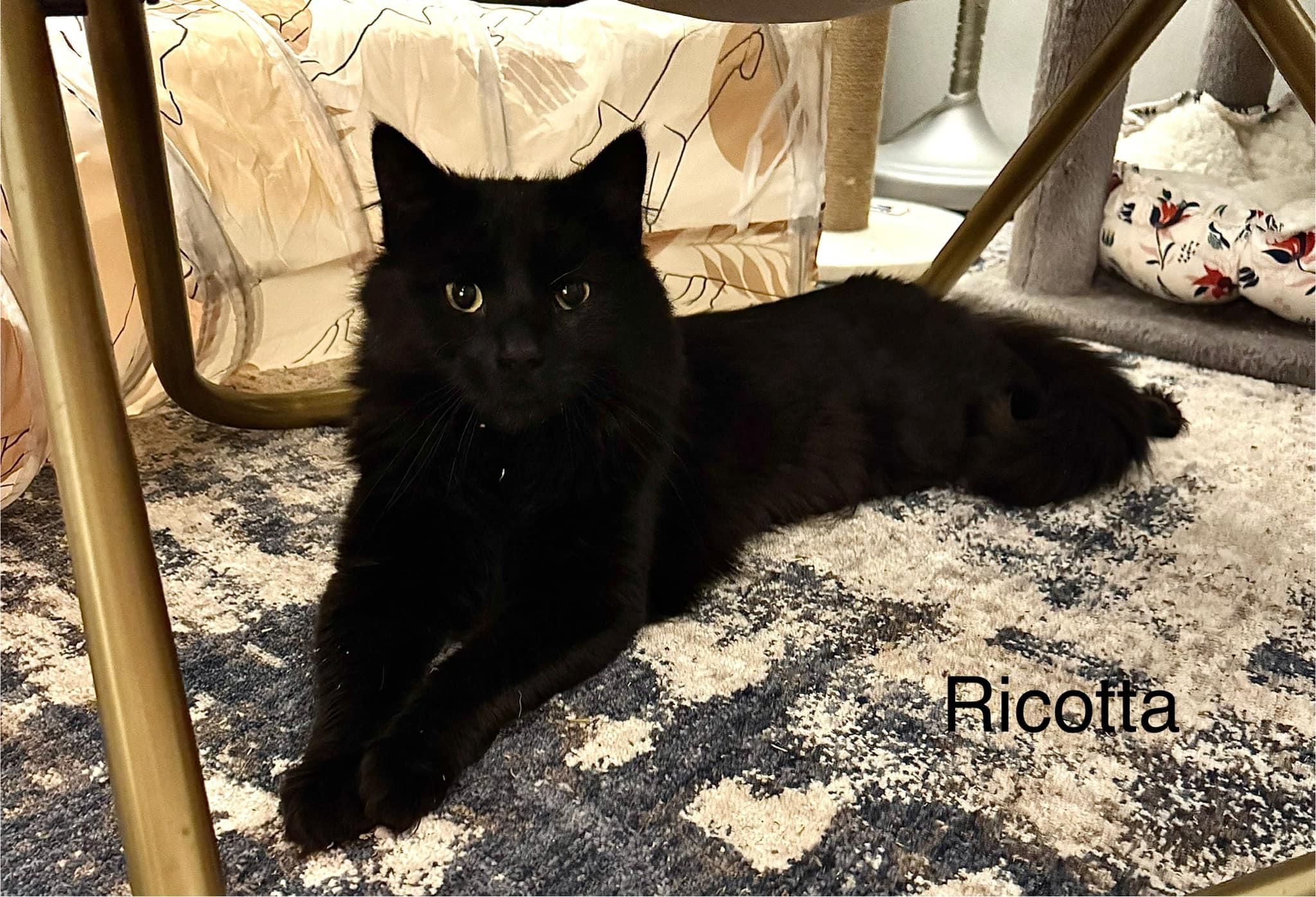 Ricotta, Adopted, Young Male Domestic Long Hair.
