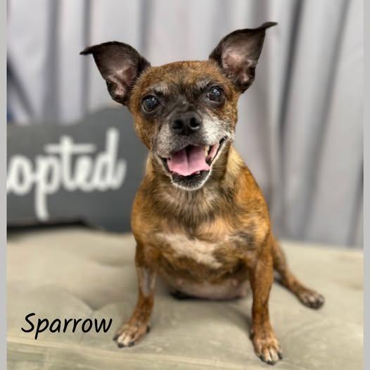 Sparrow, ADOPTABLE, Adult Female Chihuahua.