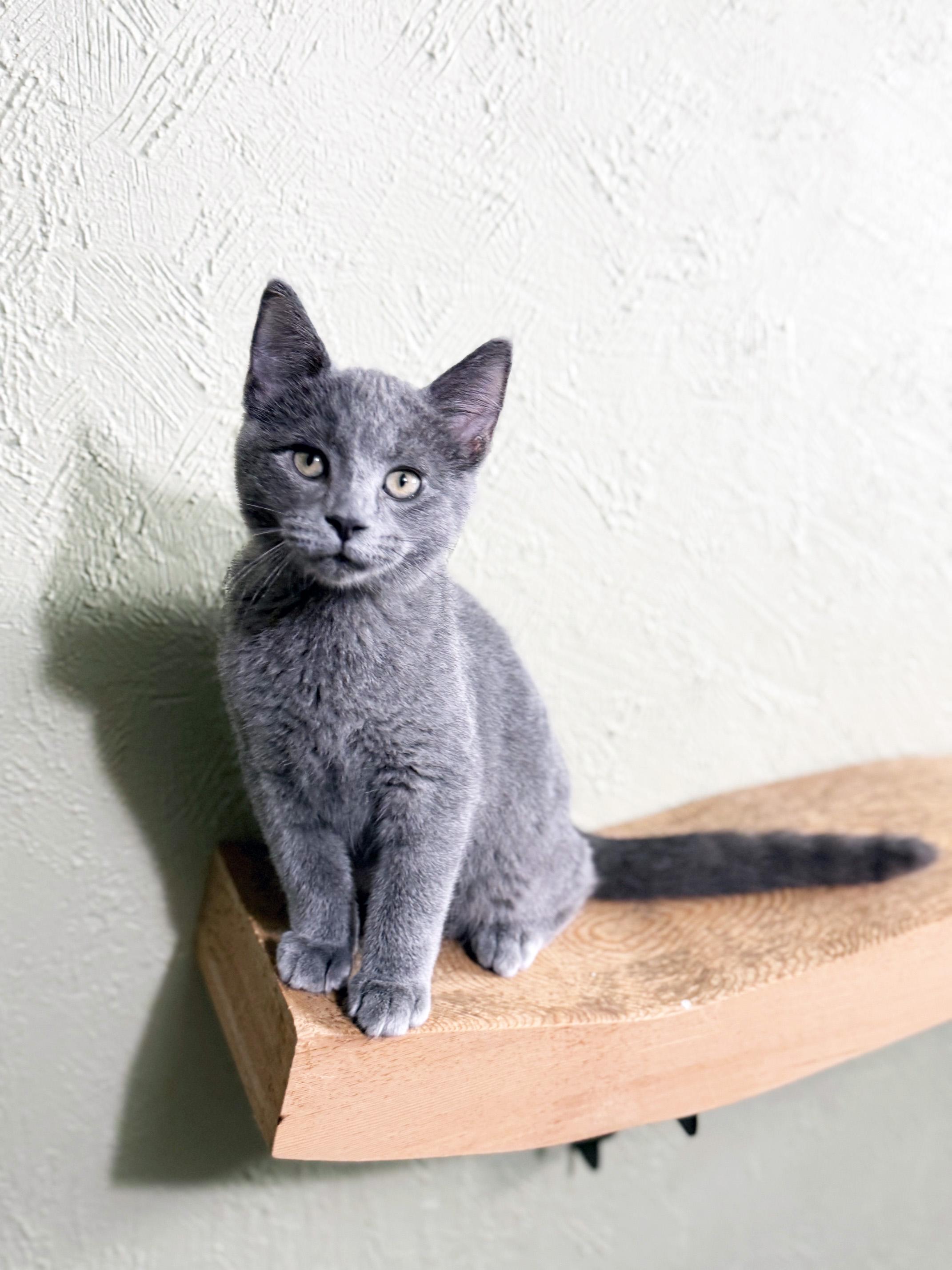 Melvin - adorable litttle loverboy, a ADOPTABLE Domestic Short Hair in Neenah, WI image 2/6