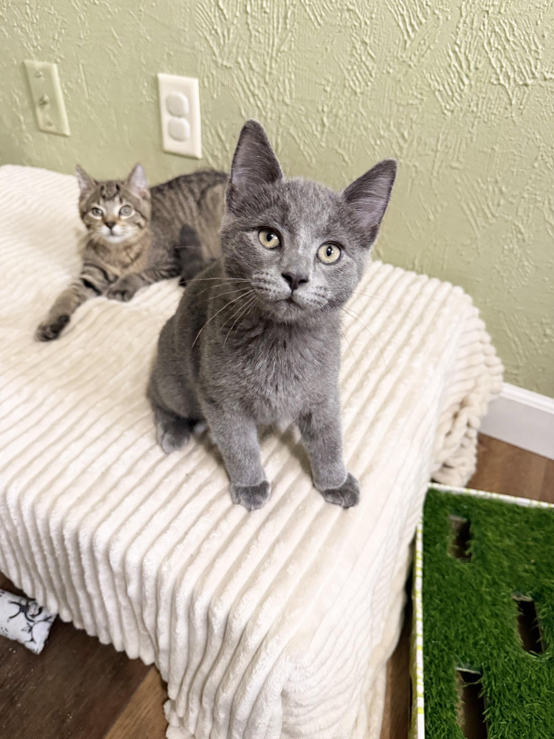 Melvin - adorable litttle loverboy, a ADOPTABLE Domestic Short Hair in Neenah, WI image 4/6
