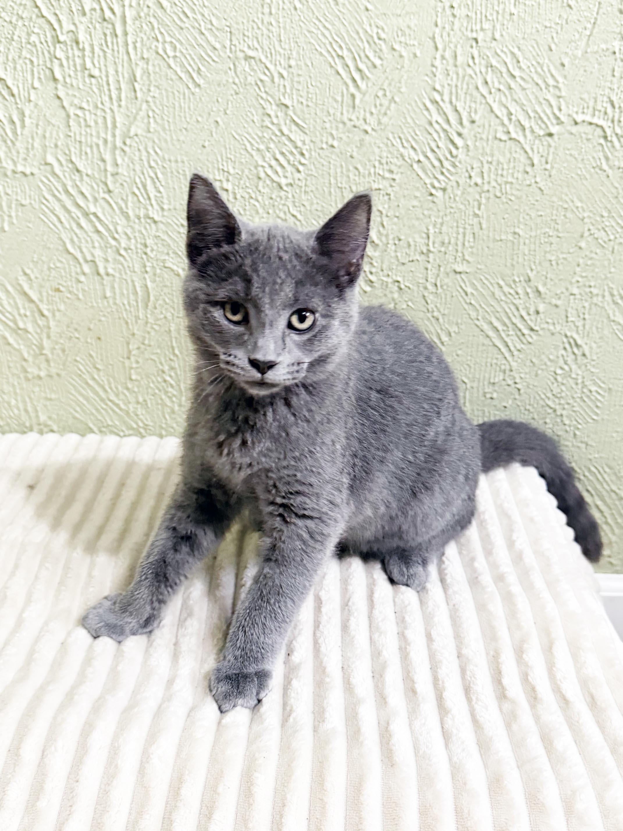 Melvin - adorable litttle loverboy, a ADOPTABLE Domestic Short Hair in Neenah, WI image 5/6