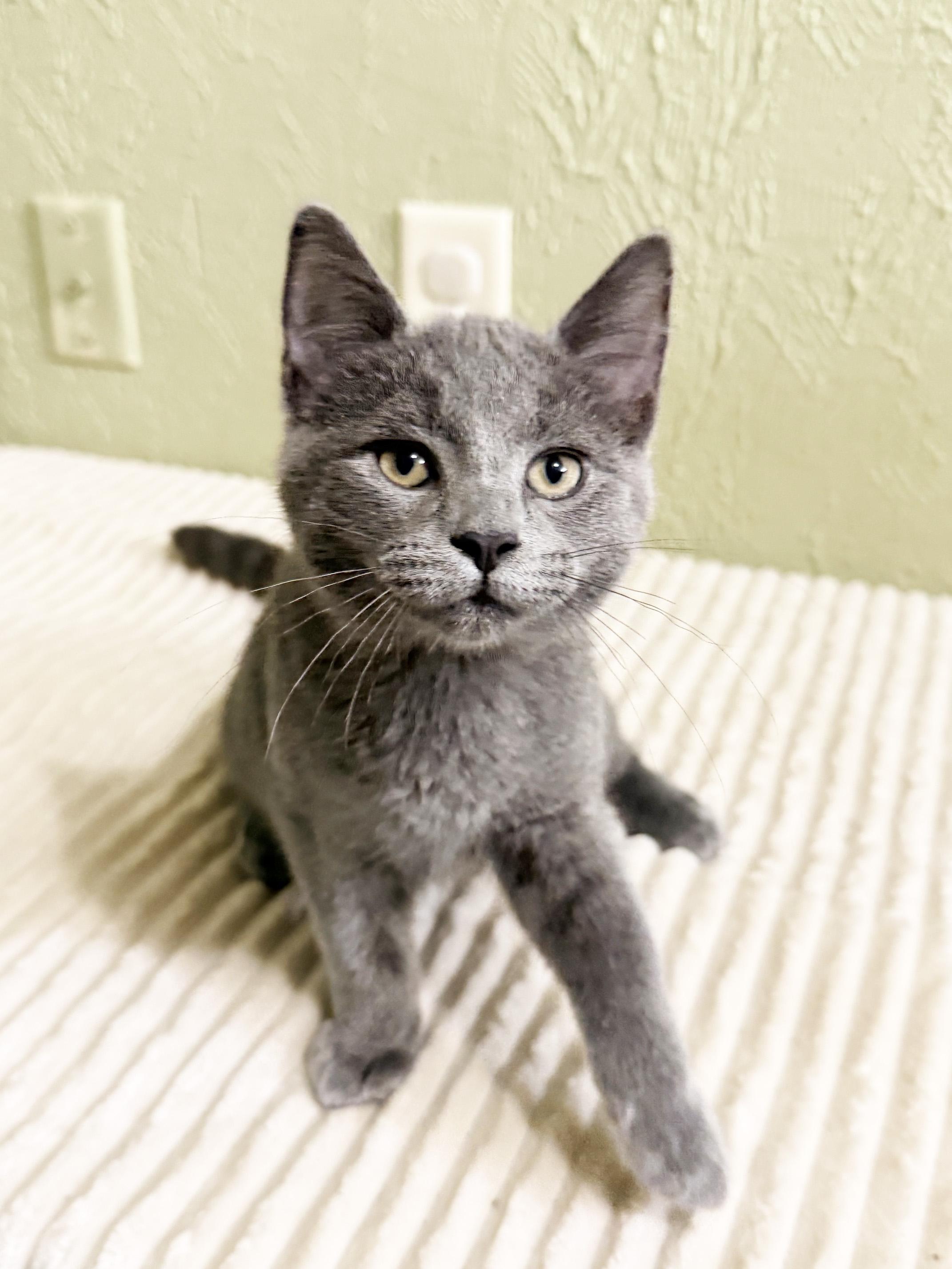 Melvin - adorable litttle loverboy, a ADOPTABLE Domestic Short Hair in Neenah, WI image 3/6