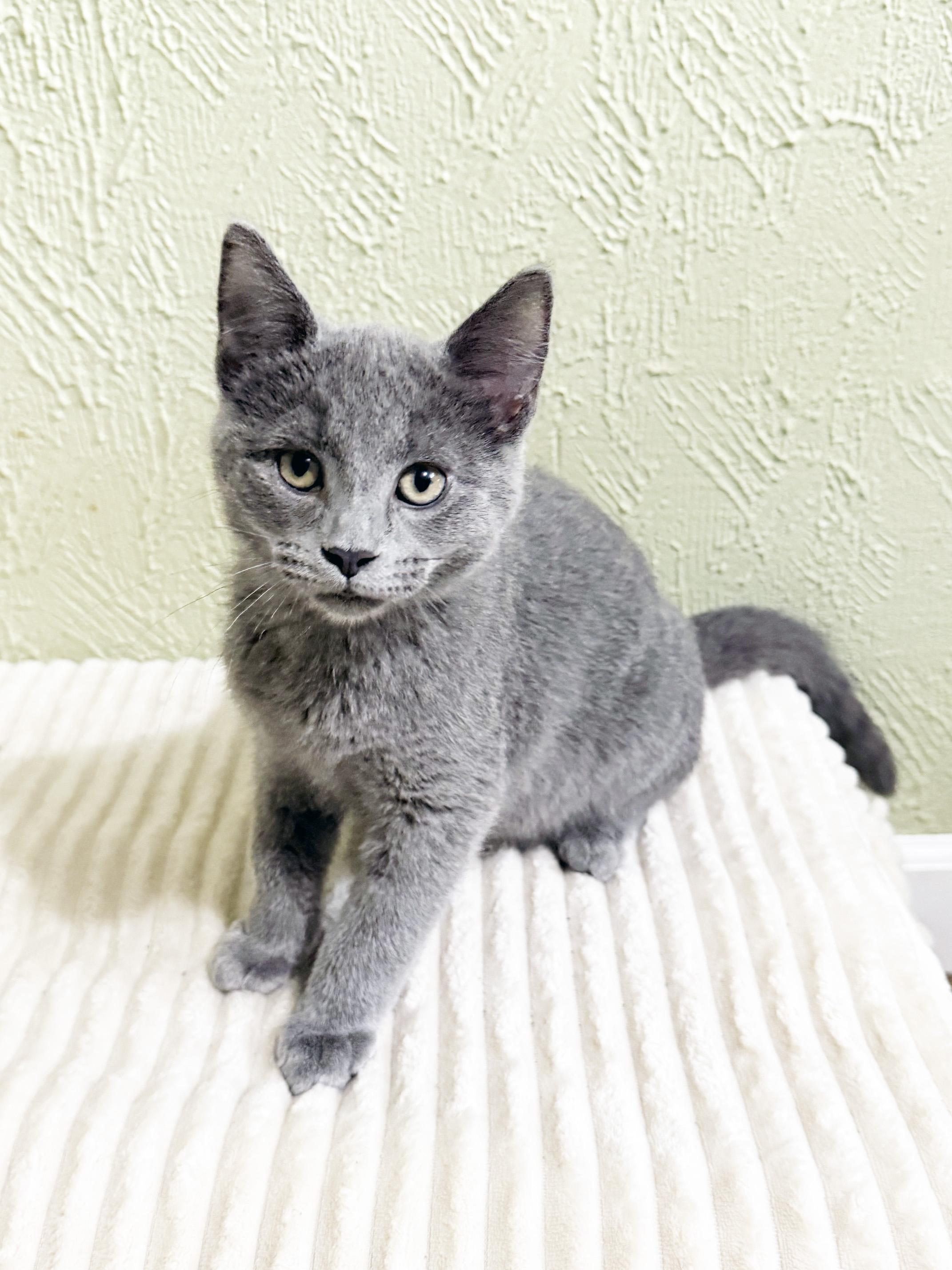 Melvin - adorable litttle loverboy, ADOPTABLE, Kitten Male Domestic Short Hair.
