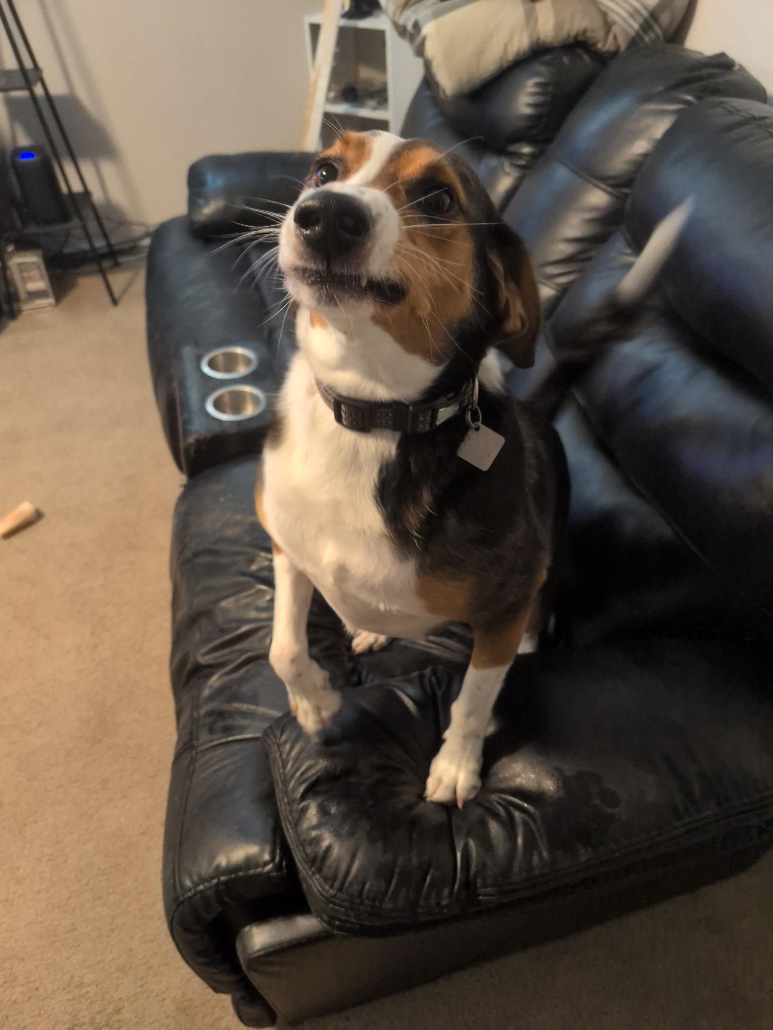 Rusty - Courtesy Listing see info , ADOPTABLE, Adult Male Beagle & Hound.