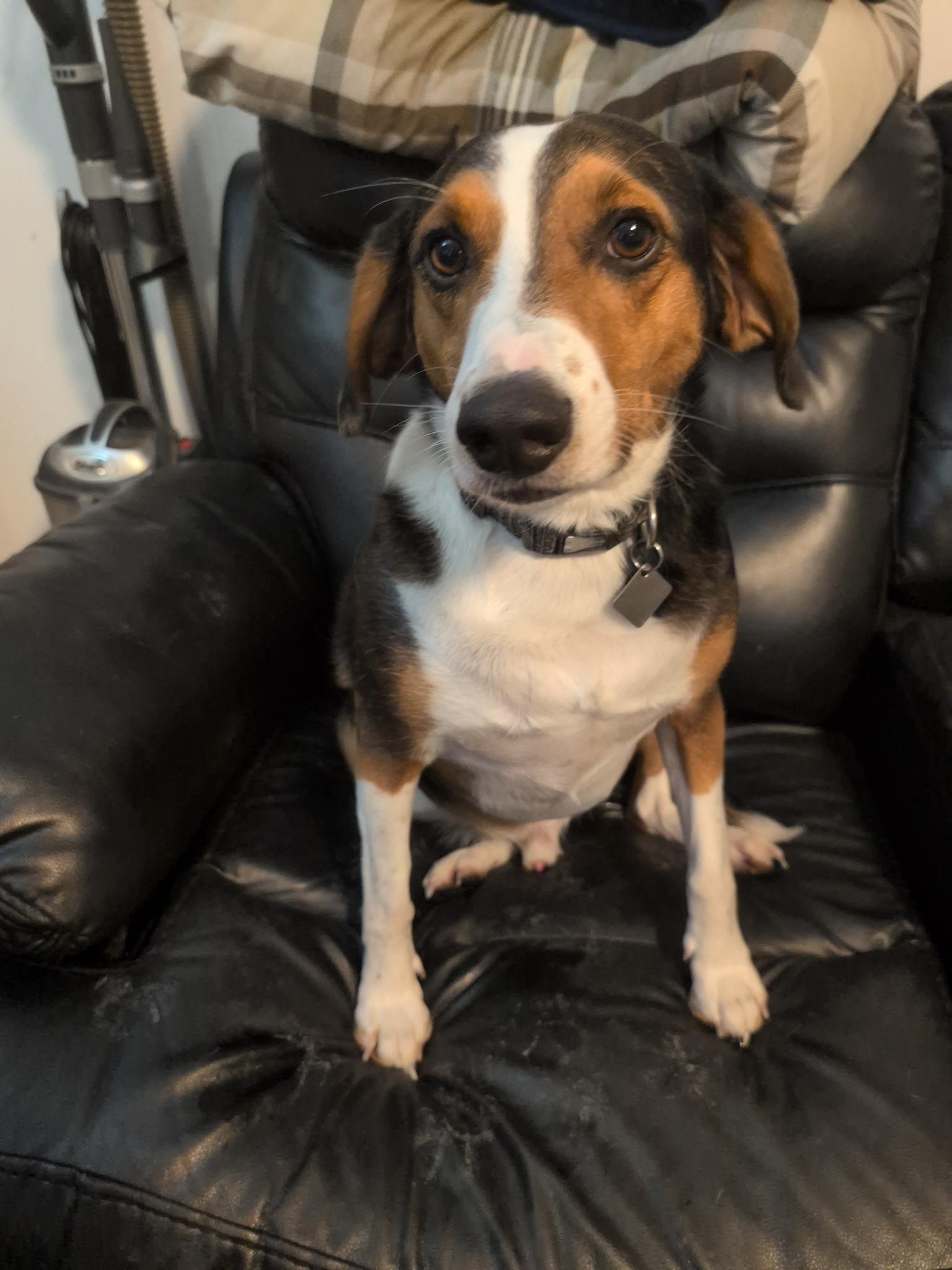 Enlarge Rusty - Courtesy Listing see info , a ADOPTABLE mixed breed in Polson, MT image 2/2