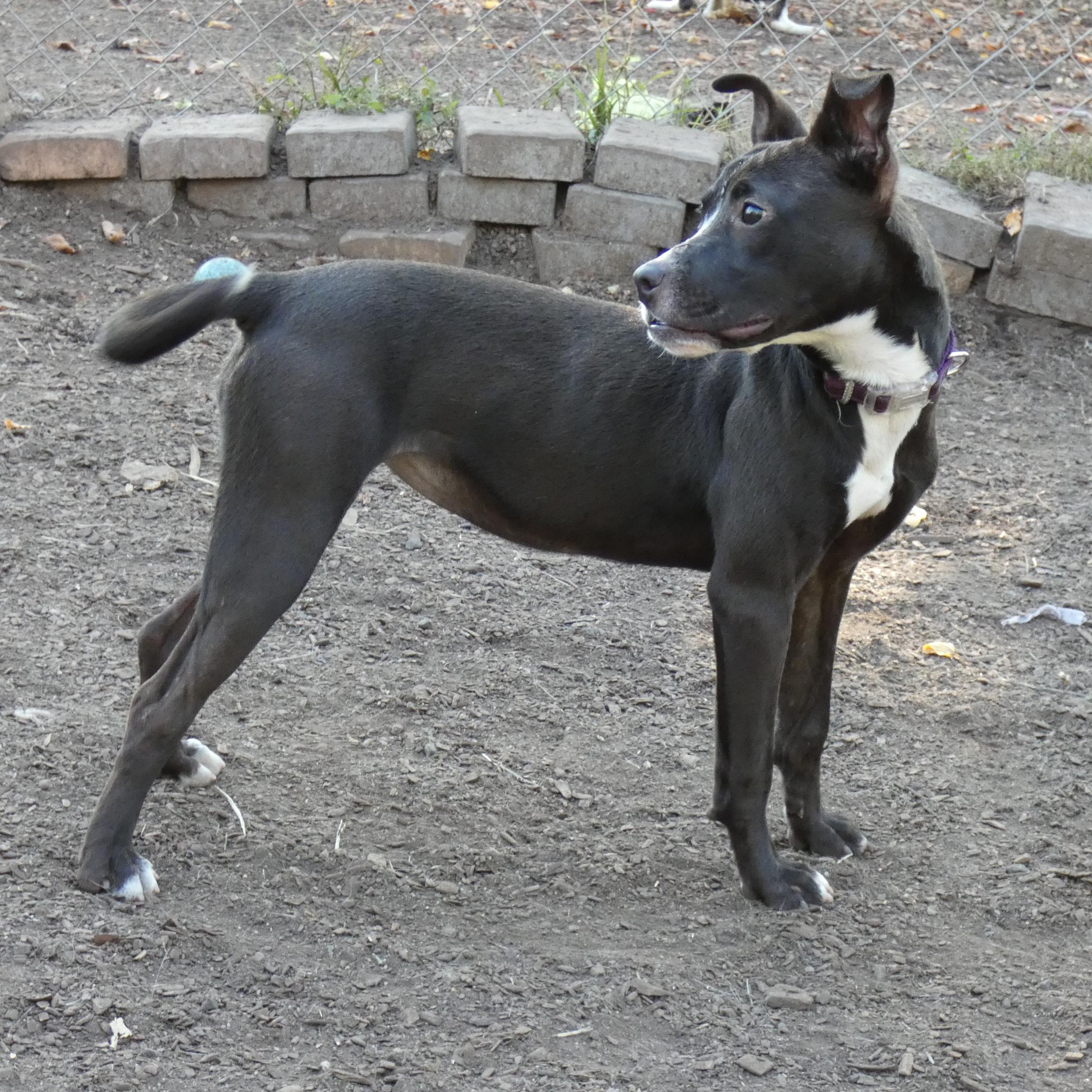 Lindy, a ADOPTABLE American Staffordshire Terrier in Ringwood, NJ image 3/6