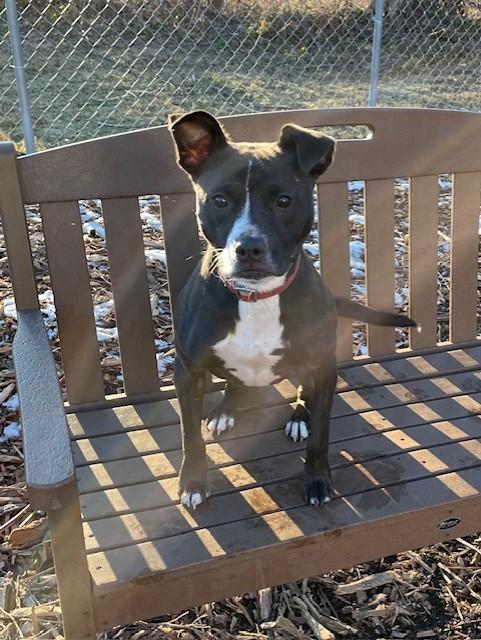 Lindy, a ADOPTABLE American Staffordshire Terrier in Ringwood, NJ image 2/6