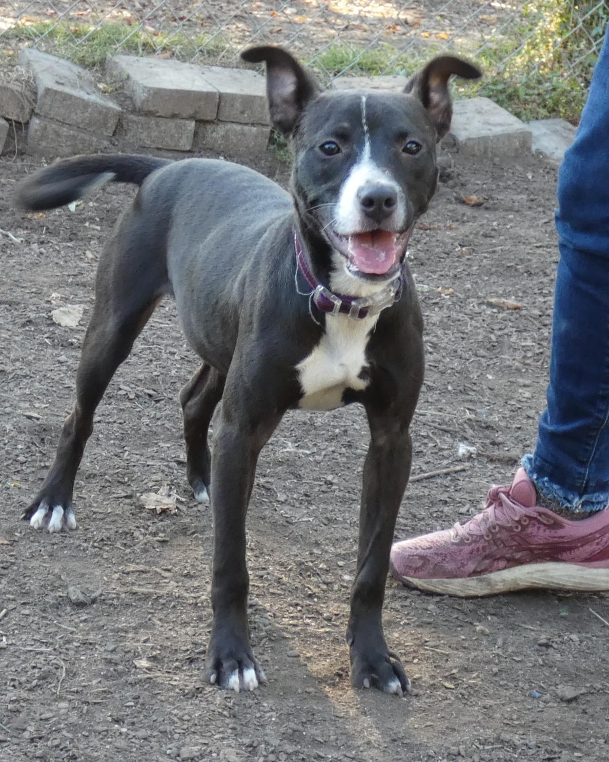 Lindy, a ADOPTABLE American Staffordshire Terrier in Ringwood, NJ image 1/6