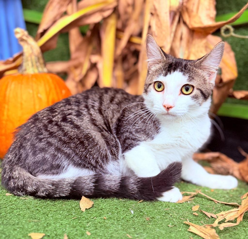 Enlarge Franky, a Adoptable mixed breed in Hopkinsville, KY image 2/2