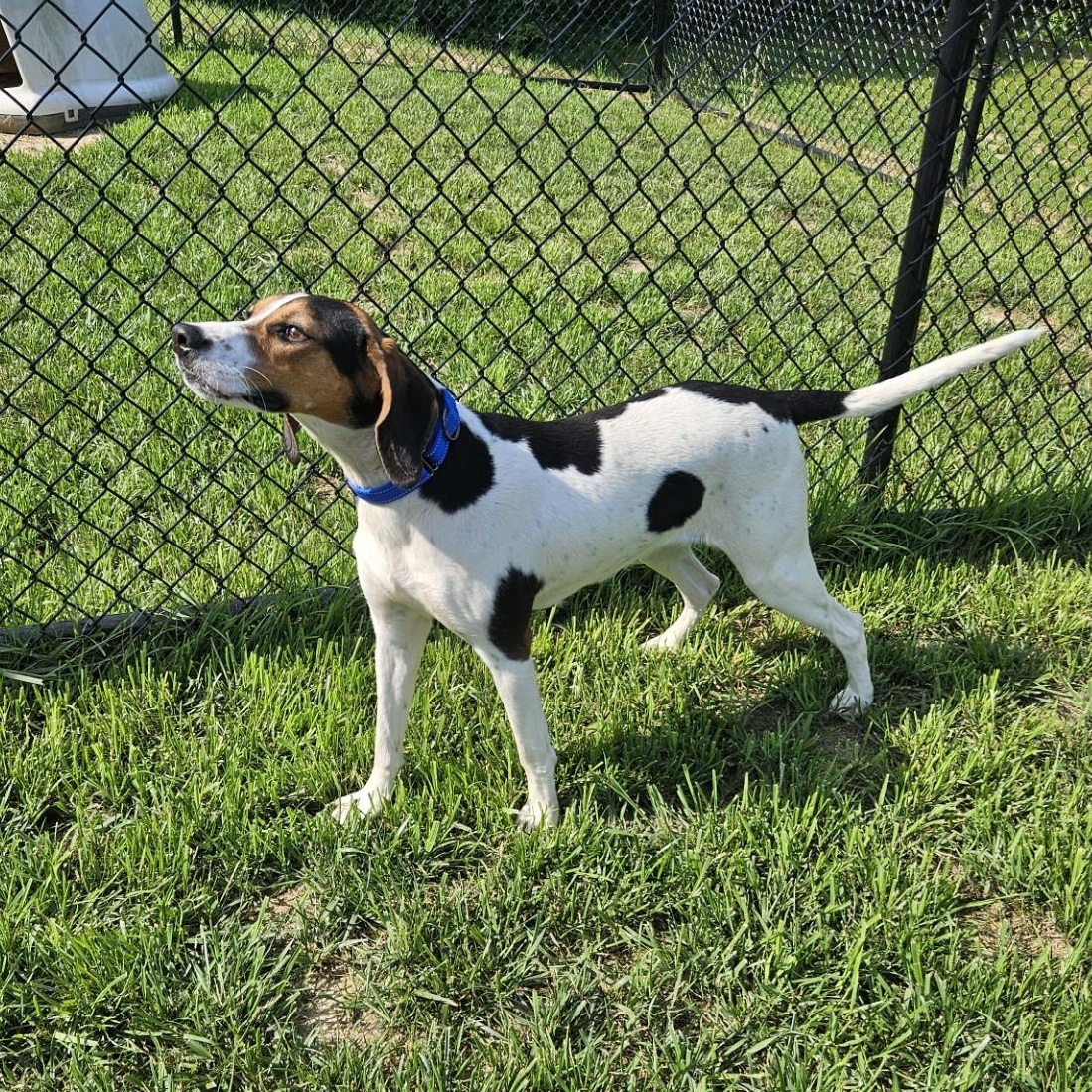 Lainey, a ADOPTABLE mixed breed in Shepherdsville, KY image 3/3
