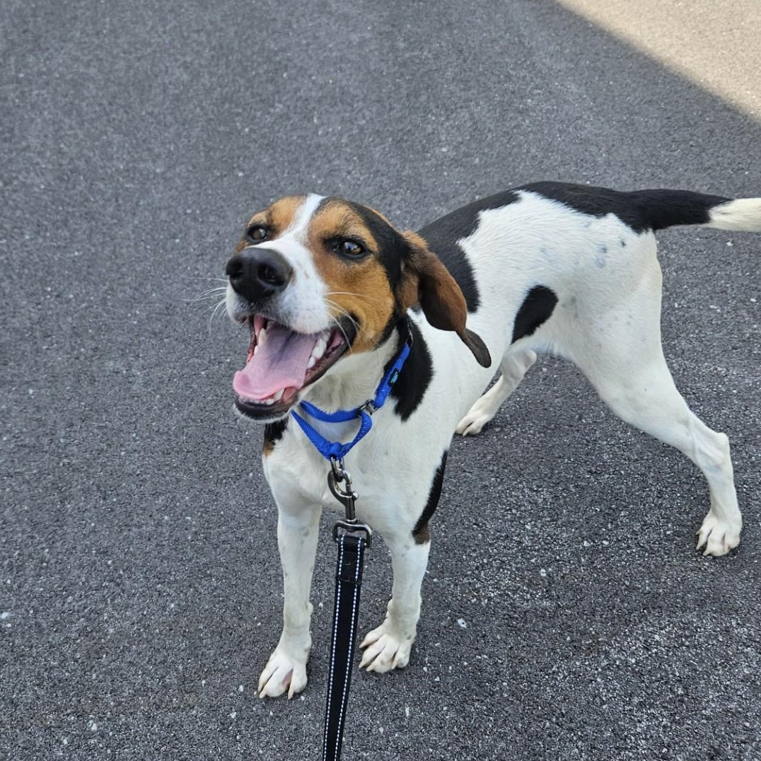 Lainey, ADOPTABLE, Adult Female Hound.
