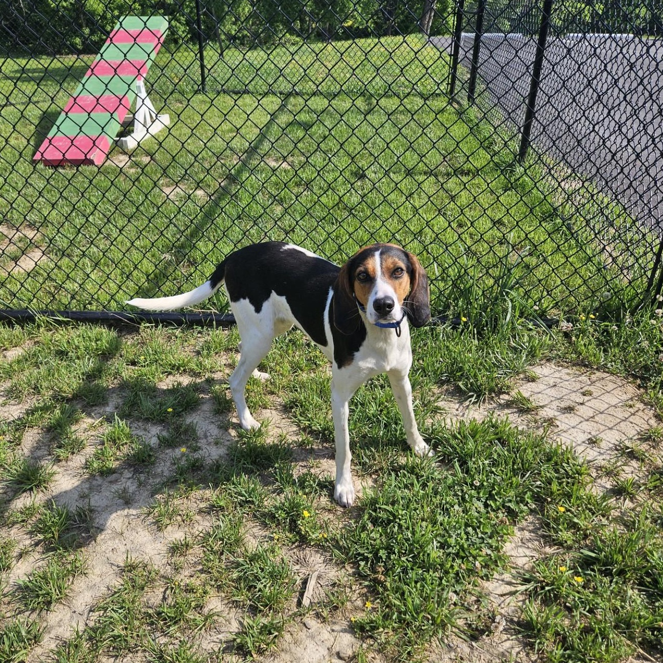 Lainey, a ADOPTABLE mixed breed in Shepherdsville, KY image 2/3