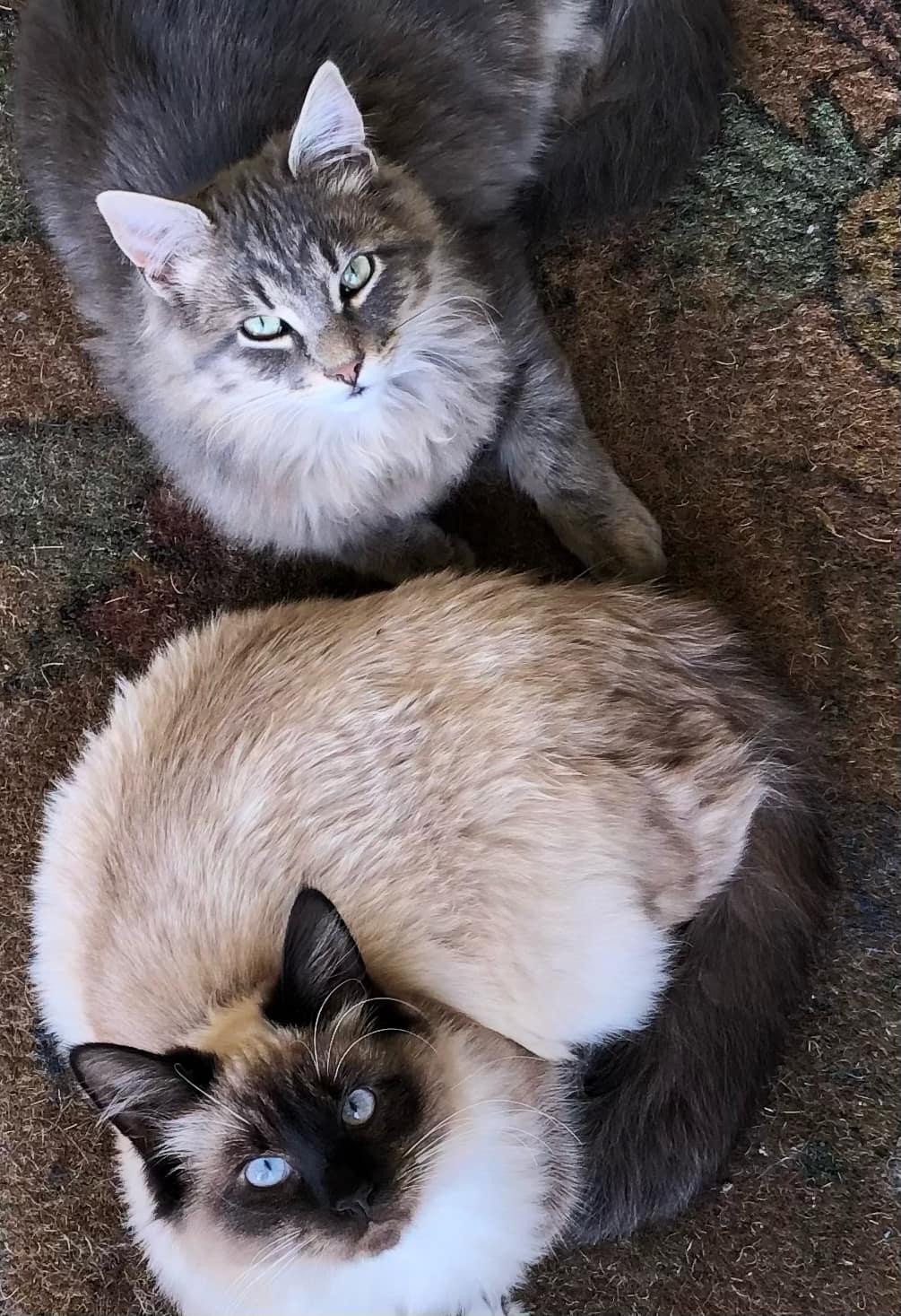 Psilo (bonded to Ellie)