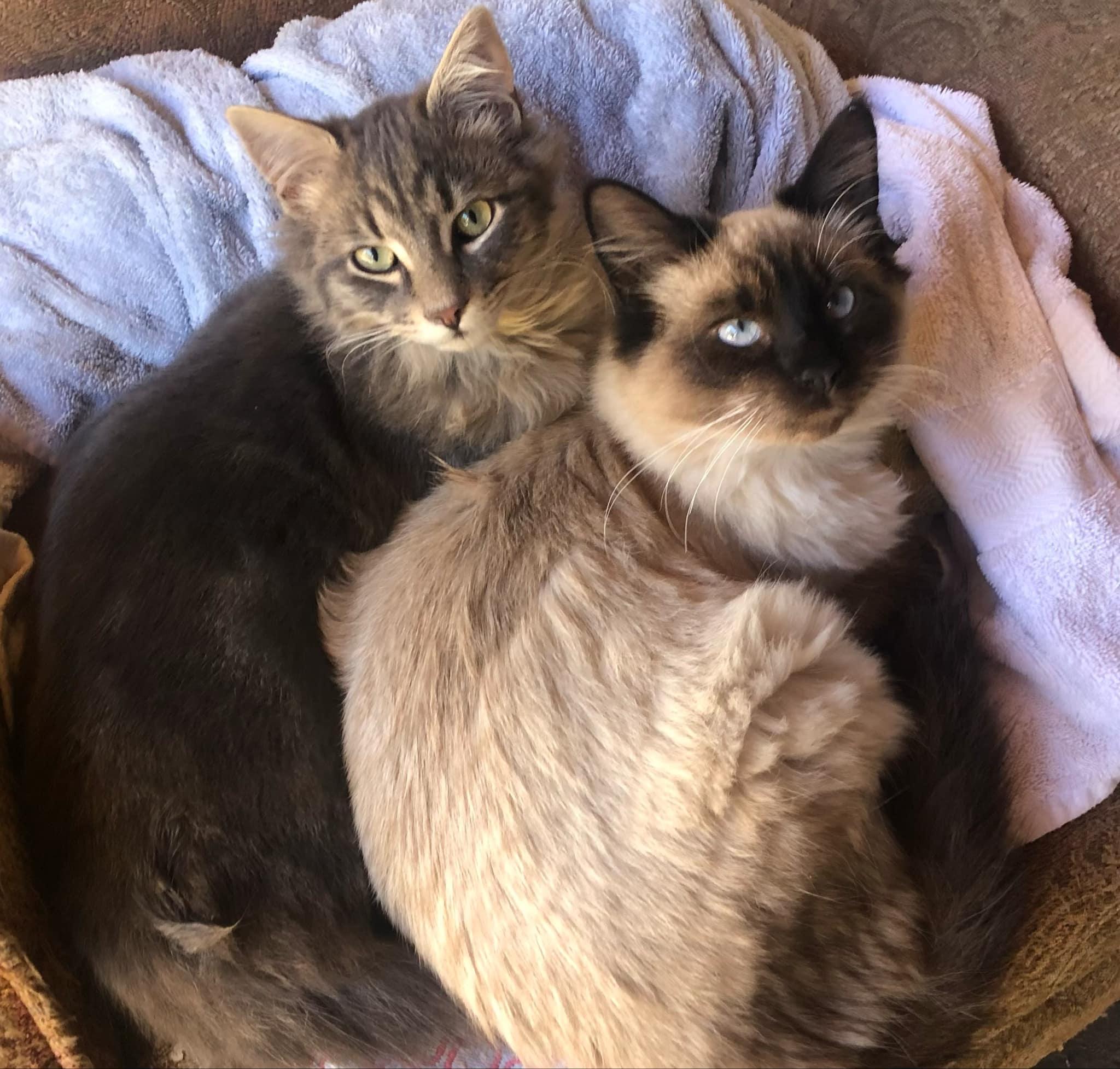 Psilo (bonded to Ellie)