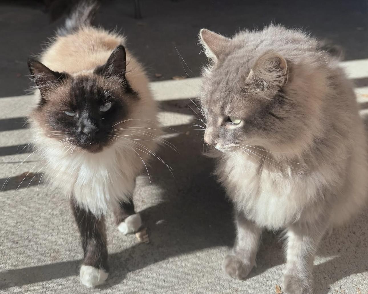 Psilo (bonded to Ellie)