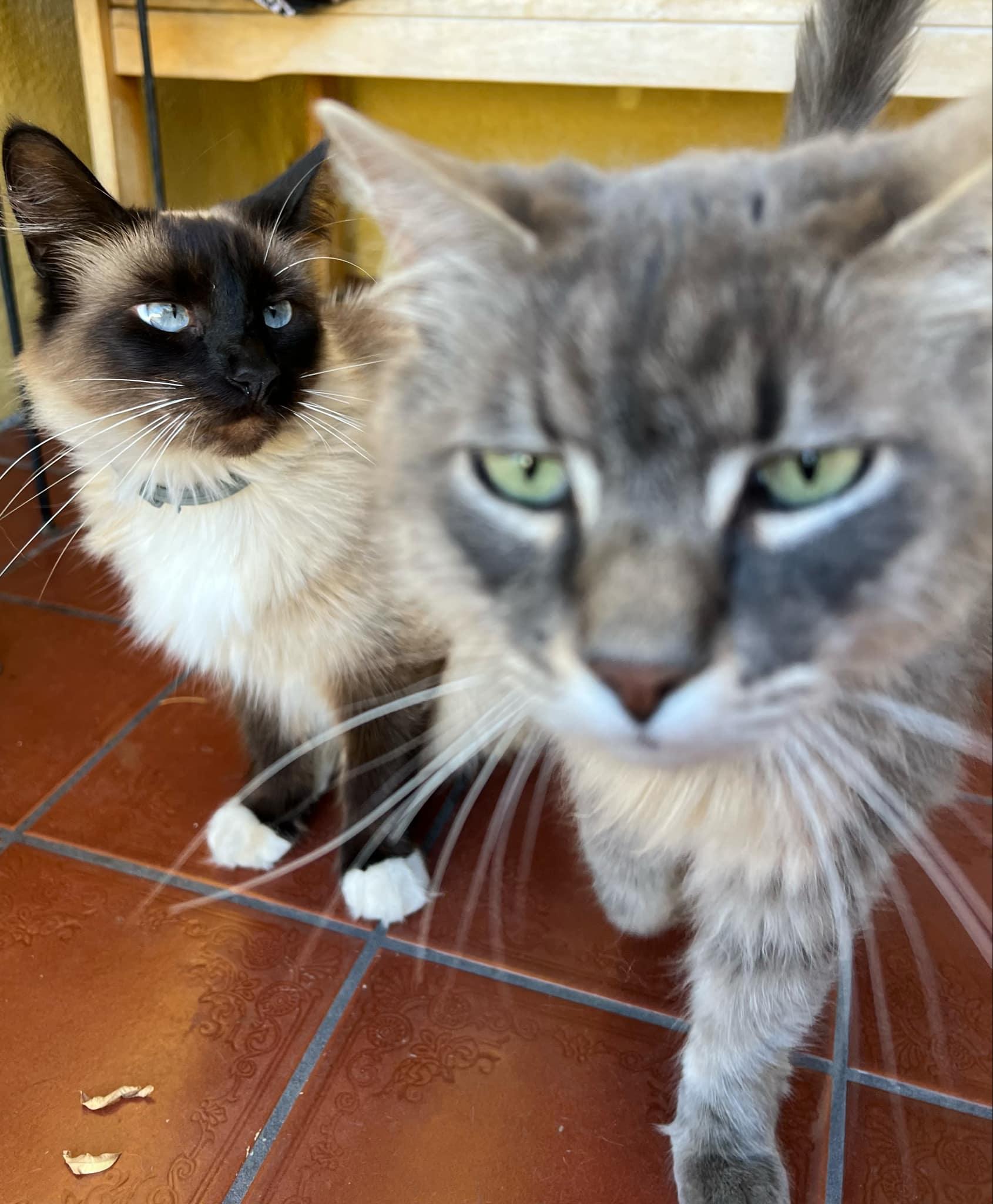 Psilo (bonded to Ellie)