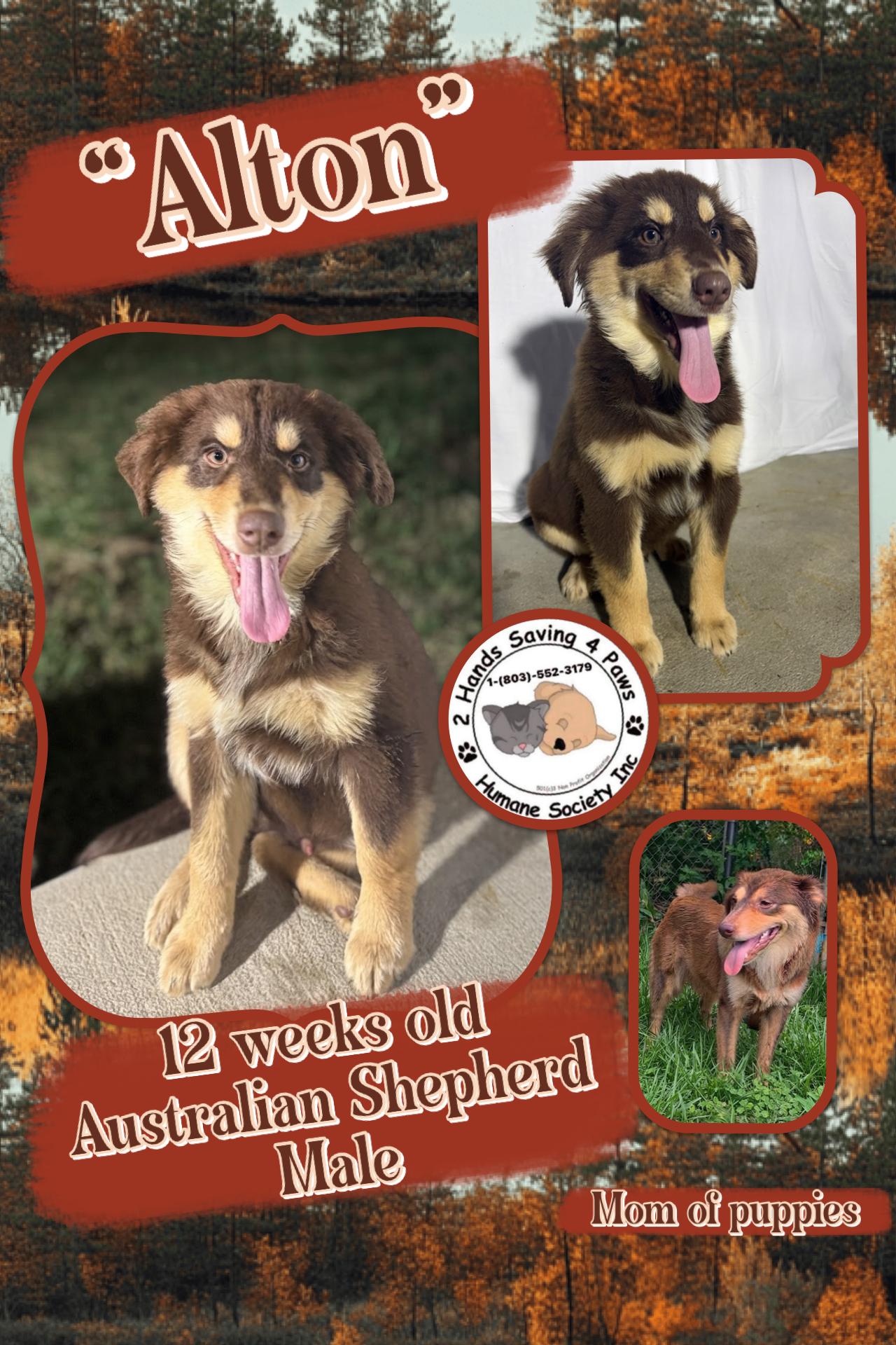 Alton, Adoptable, Puppy Male Australian Shepherd.