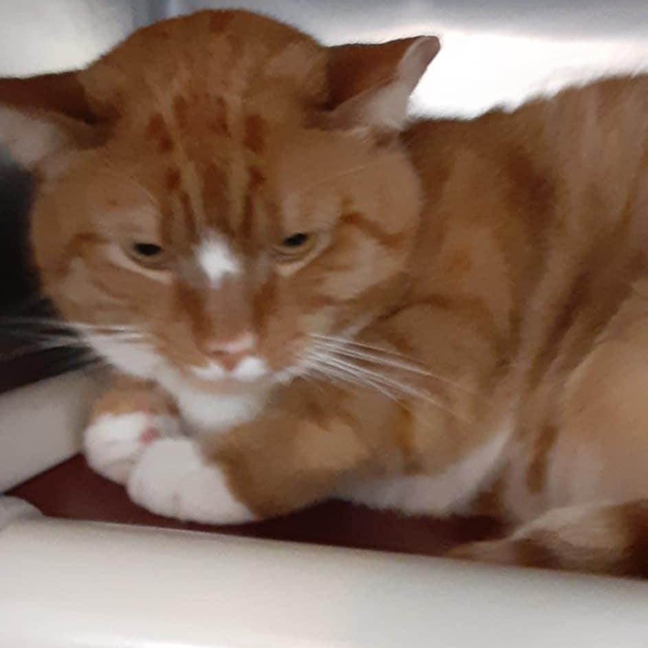Enlarge Mango - 9.5 yo senior, a Adoptable Domestic Short Hair in Myrtle Beach, SC image 2/3