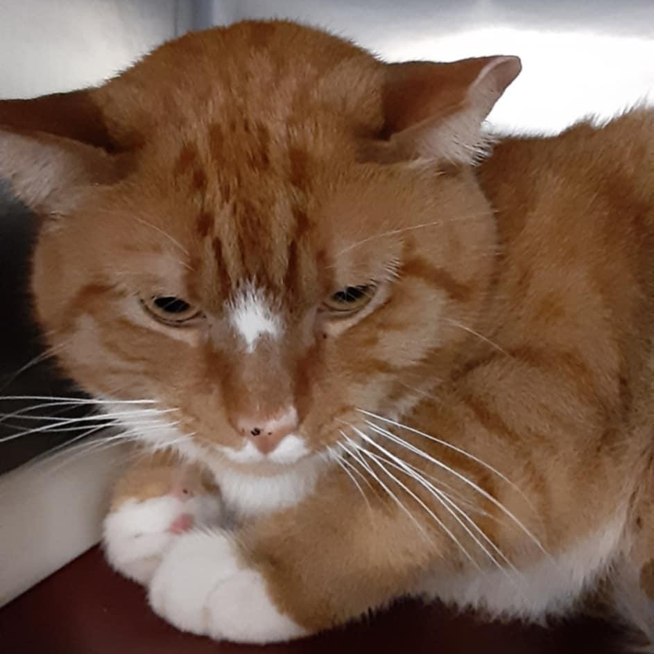 Enlarge Mango - 9.5 yo senior, a Adoptable Domestic Short Hair in Myrtle Beach, SC image 1/3