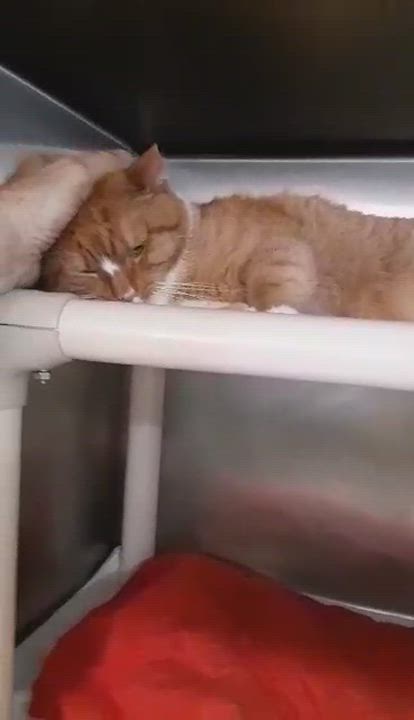 Enlarge Mango - 9.5 yo senior, a Adoptable Domestic Short Hair in Myrtle Beach, SC video 3/3