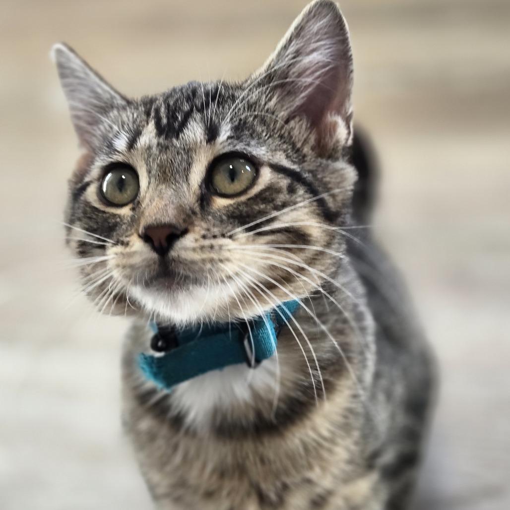 Tips, Adoptable, Kitten Female Domestic Short Hair.