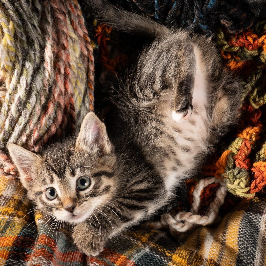 Enlarge Tips, a Adoptable Domestic Short Hair in Durango, CO image 2/4