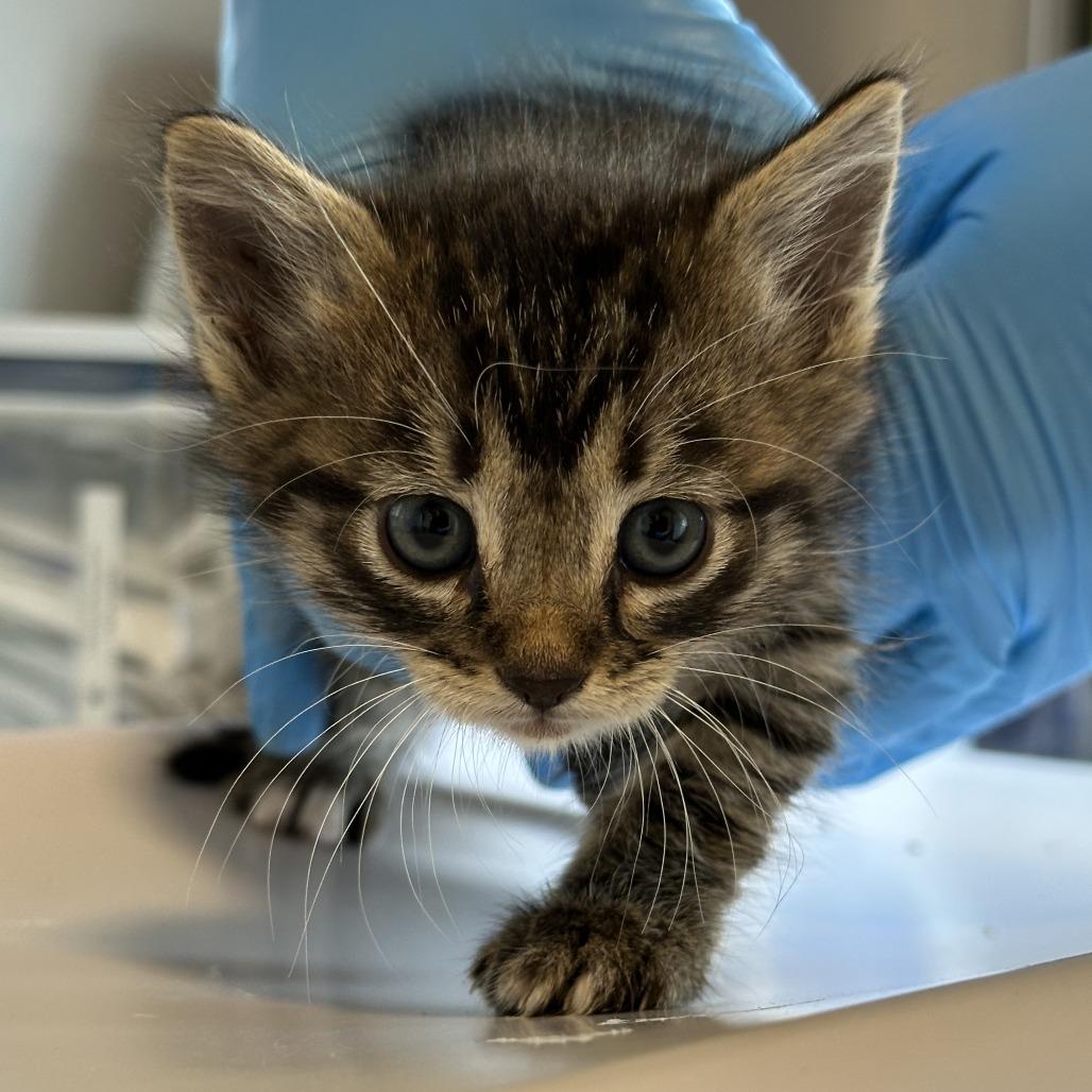 Enlarge Tips, a Adoptable Domestic Short Hair in Durango, CO image 3/4