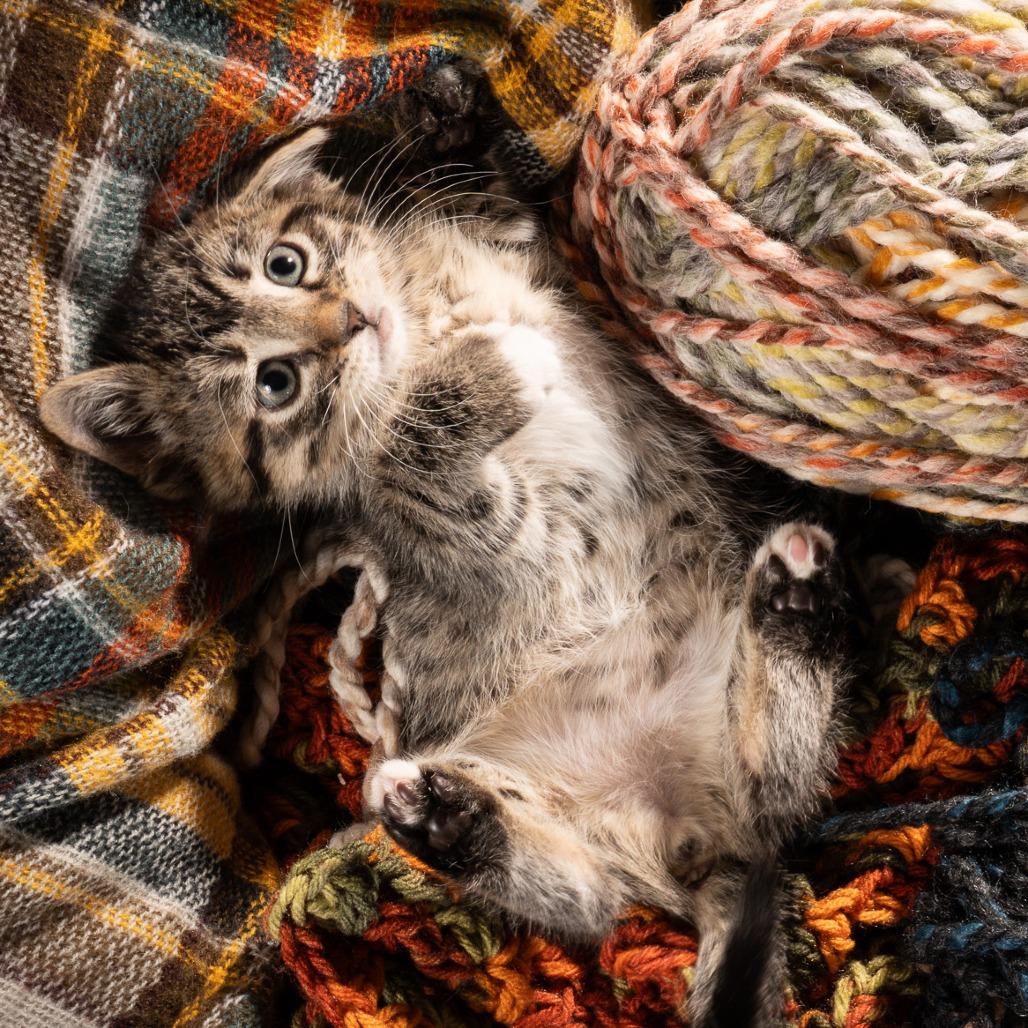 Enlarge Tips, a Adoptable Domestic Short Hair in Durango, CO image 4/4