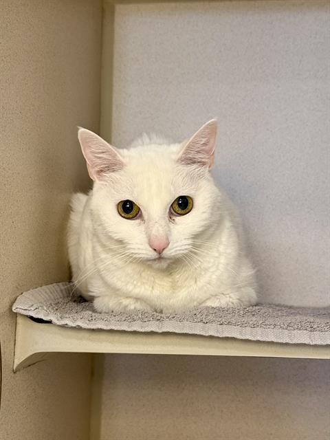 Enlarge SAMANTHA, a Adoptable Domestic Short Hair in Denver, CO image 1/1