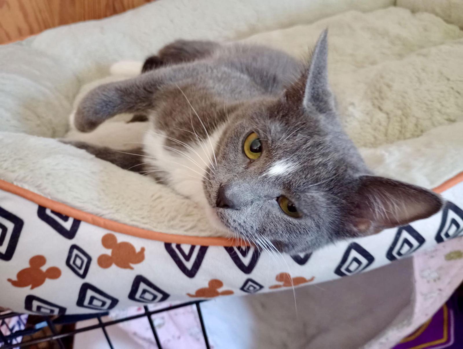 Hera, Adopted, Young Female Domestic Short Hair & Tuxedo.