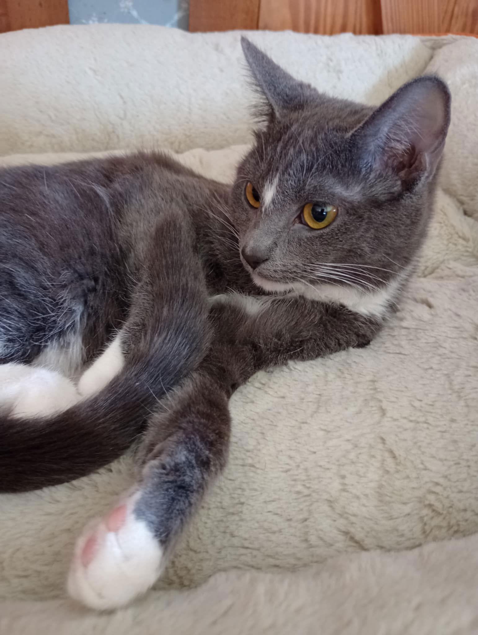 Hera, a Adopted mixed breed in Piedmont, MO image 2/3