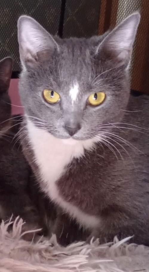 Hera, a Adopted mixed breed in Piedmont, MO image 3/3