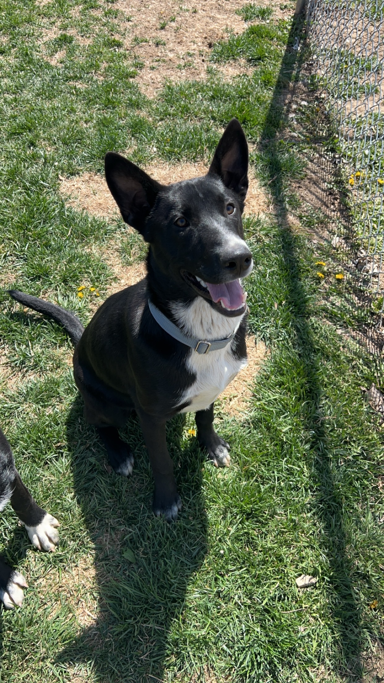 Dog for adoption Spot, a Border Collie in Boonville, MO Petfinder