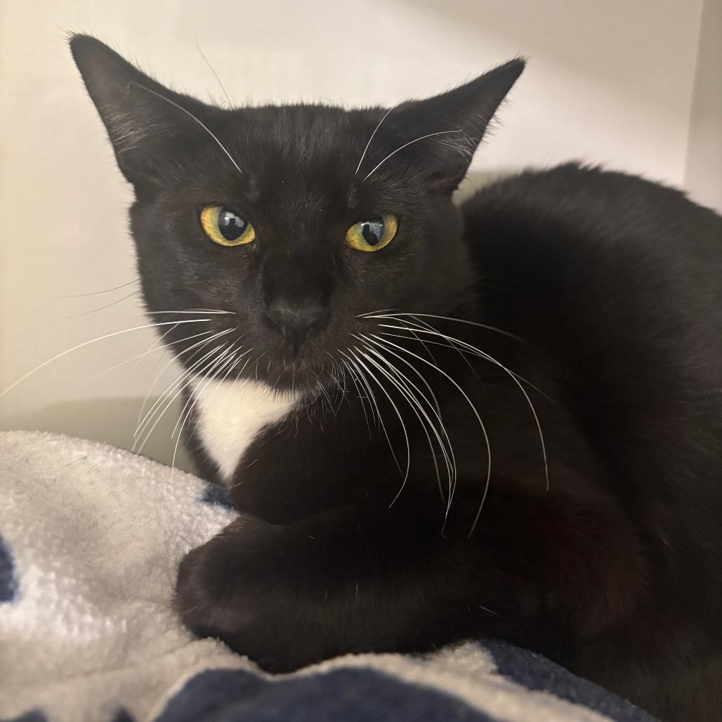 Jessie, Adoptable, Young Female Domestic Short Hair.