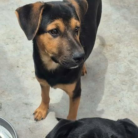 Enlarge Jimmy Chew, a Adoptable mixed breed in Dover, AR image 1/2
