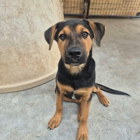 Enlarge Jimmy Chew, a Adoptable mixed breed in Dover, AR image 2/2
