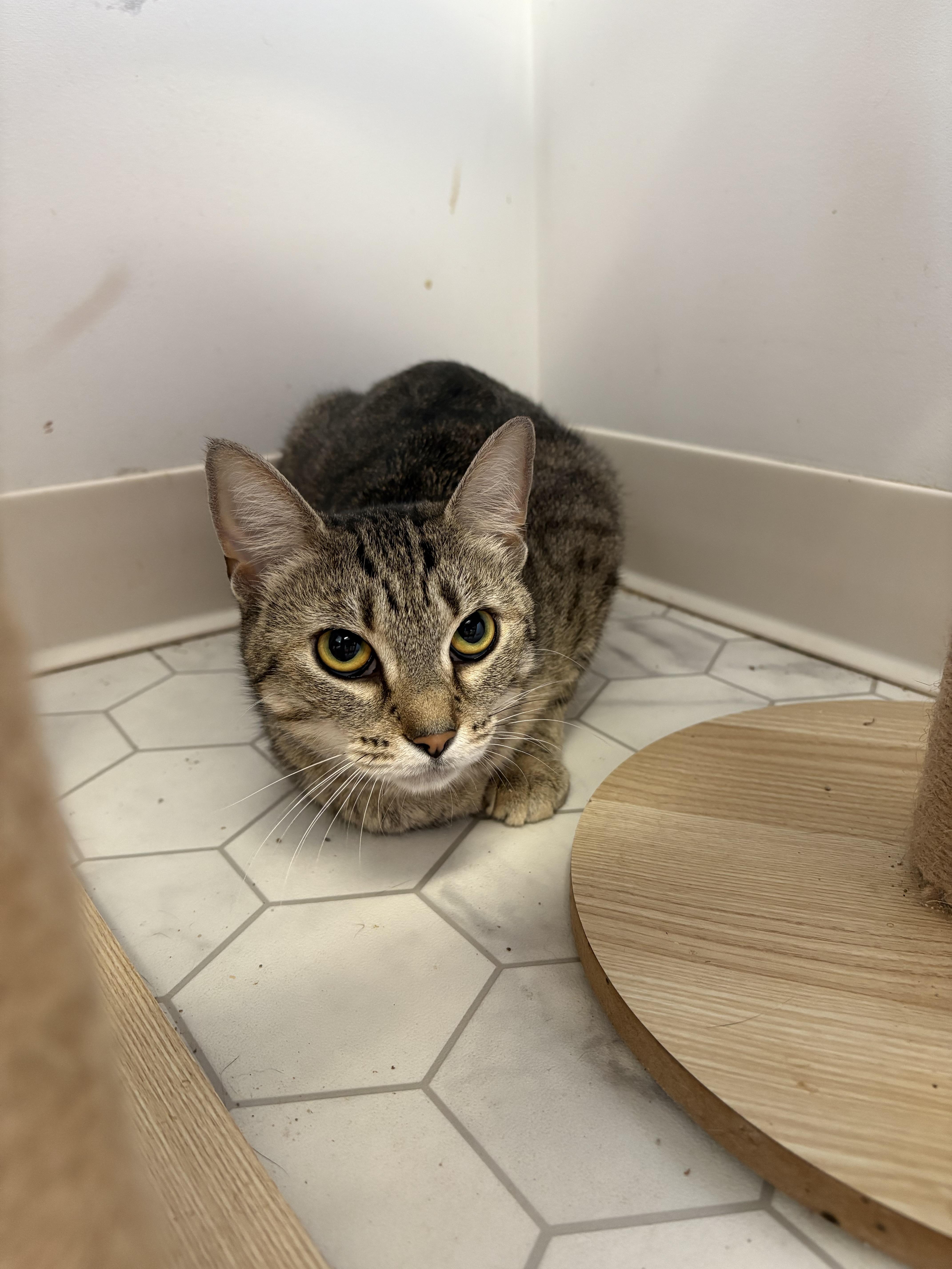 Enlarge Wolfie, a Adoptable mixed breed in Hershey, PA image 1/6