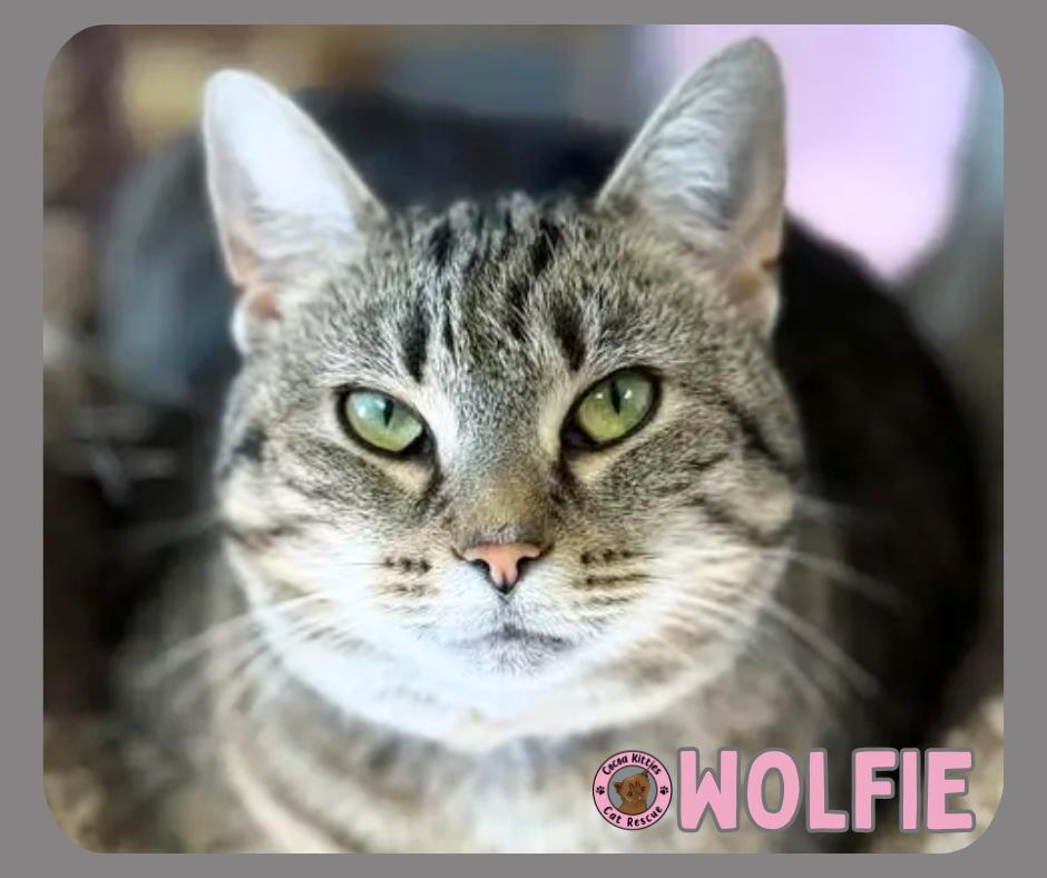 Enlarge Wolfie, a Adoptable mixed breed in Hershey, PA image 2/5