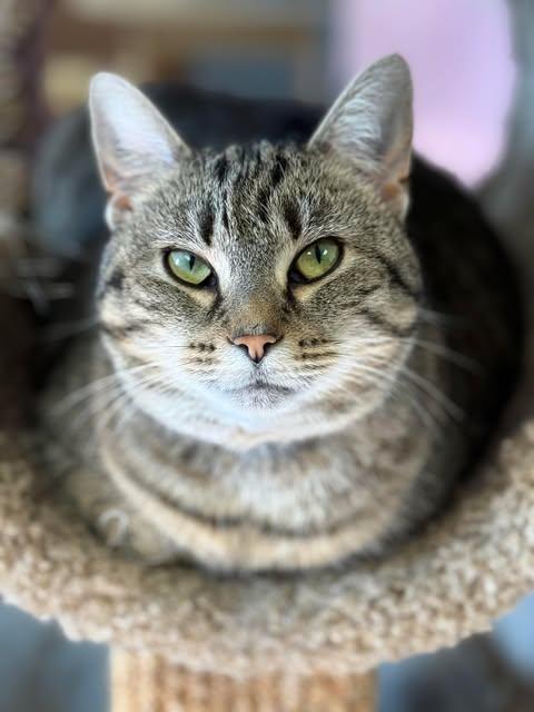 Enlarge Wolfie, a Adoptable mixed breed in Hershey, PA image 4/5