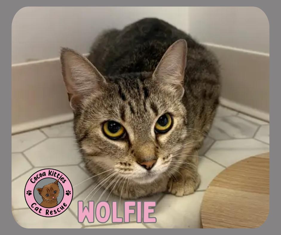 Enlarge Wolfie, a Adoptable mixed breed in Hershey, PA image 6/6