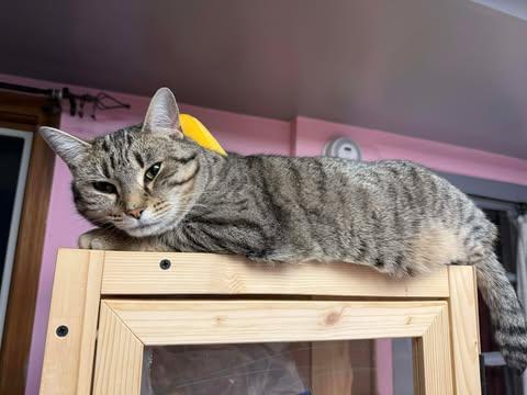 Enlarge Wolfie, a Adoptable mixed breed in Hershey, PA image 5/5